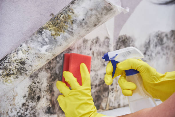 Biohazard Mold Removal in Inez, TX